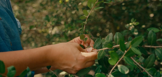 Sourcing Native Tea with Purpose