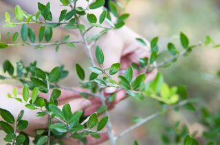 Texas Native Plant Week