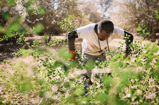 Harvesting Yaupon