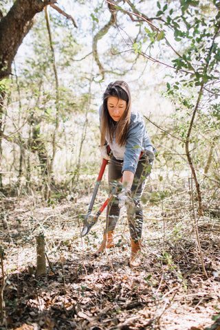 Indigenous Uses of Yaupon: Ceremony, Strength, and the Roots of Native Tea