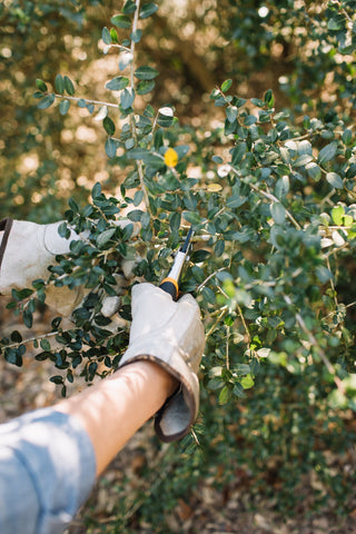 The Texas Harvest: Inside Our Summer Wildcrafting