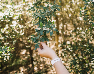 The Real Story of Ilex vomitoria