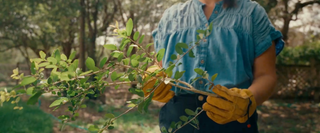 Person holding a yaupon holly branch 