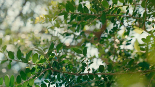 Close up on Yaupon Holly leaves 
