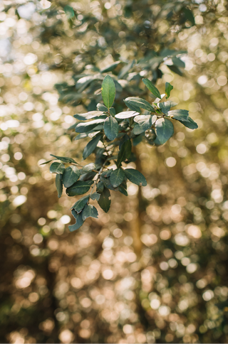 Yaupon Holly Growing Wild