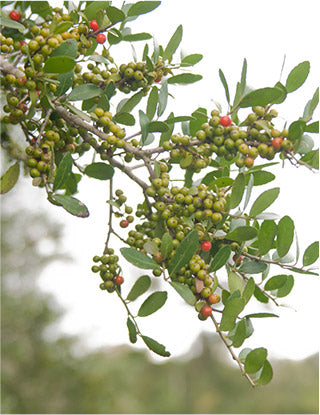 CatSpring Yaupon Tea bush